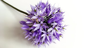 ABC TV | How To Make Allium Paper Flower From Crepe Paper - Craft Tutorial