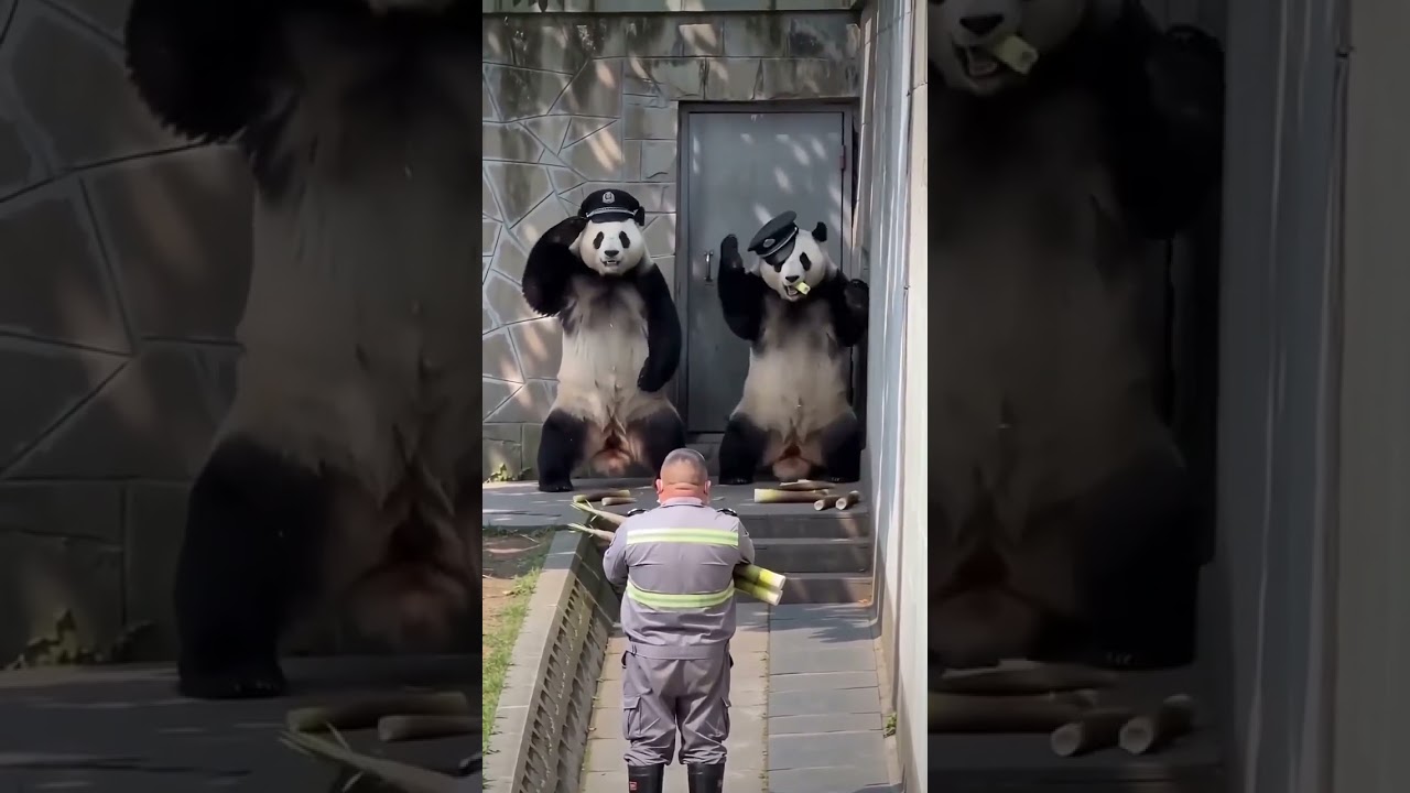The second panda's reaction is priceless!  #shortsvideo