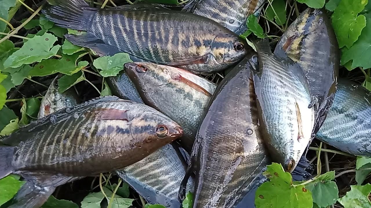 Mantaaaaap...!!! Sepat siamnya BESAR-BESAR || Mancing ikan sepat siam