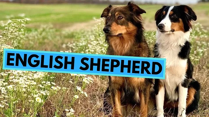 English Shepherd - TOP 10 Interesting Facts