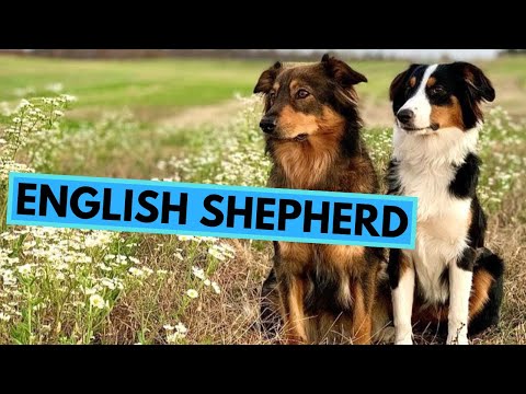Video: Hvordan bærer moderhunde deres hvalpe rundt?