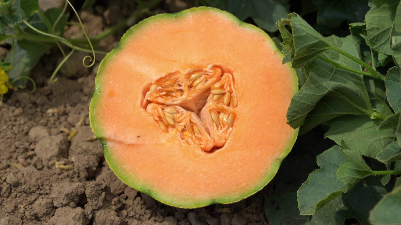 Nutrire il melone in ottica di mercato