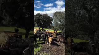UN LOTE DE VACAS EN MONTE LA ERMITA ¿Ves al semental? #toros #ganaderias #vacas