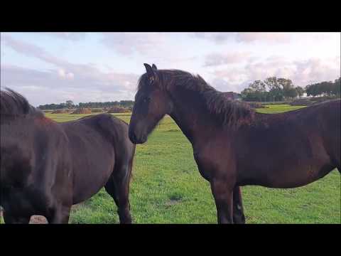 All friesian horses