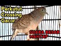 PERKUTUT CROSSING GACOR SUARA BESAR MANTAP.