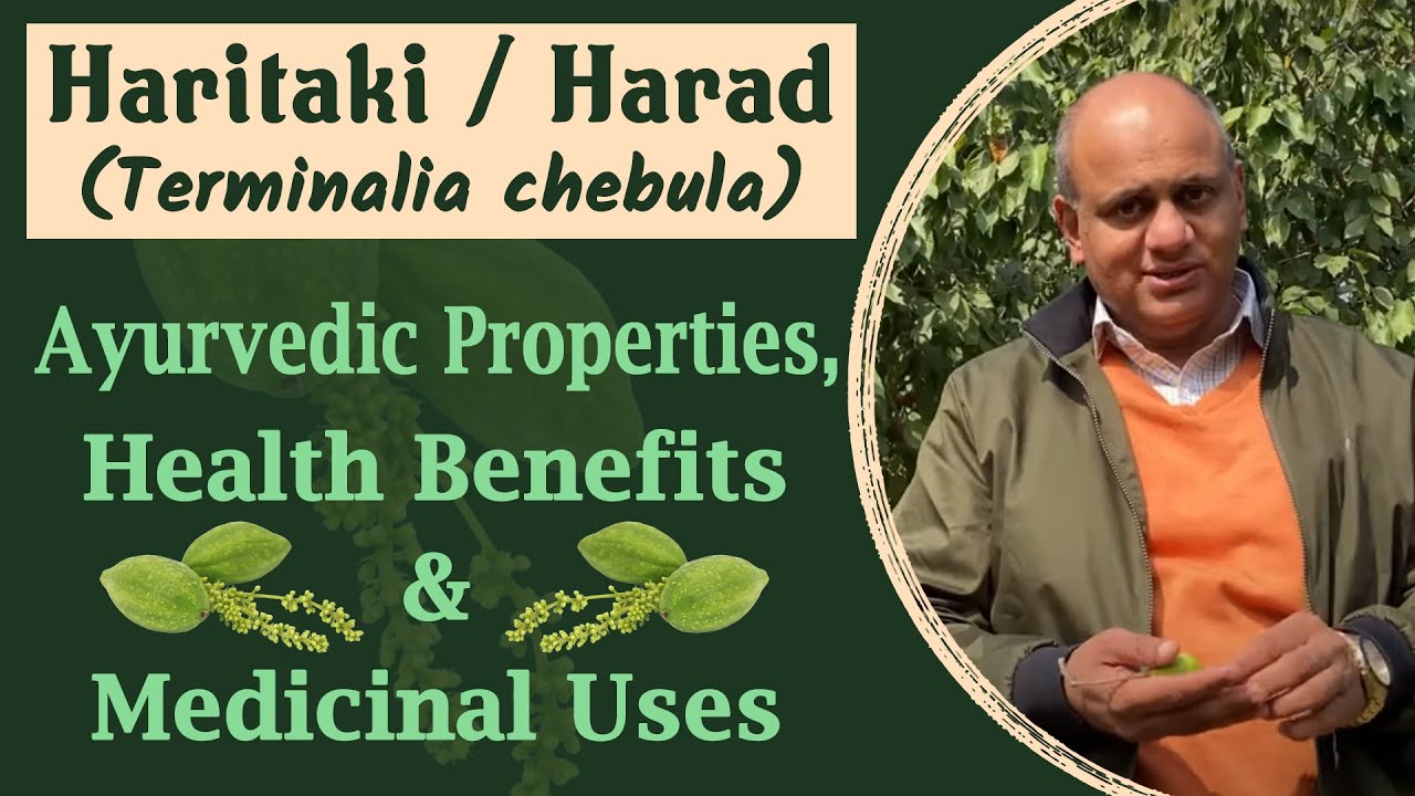Watch Video Haritaki, Harad (Terminalia chebula) - Health Benefits and Medicinal Properties