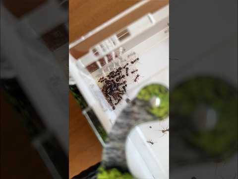 Муравьи осваивают новую ферму.