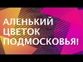 Японская айва - сводит нас с ума! ТопСад.