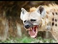 Free Hyena Sound Free Sound Effects 3 