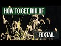 How to Get Rid of Foxtails (4 Easy Steps!)