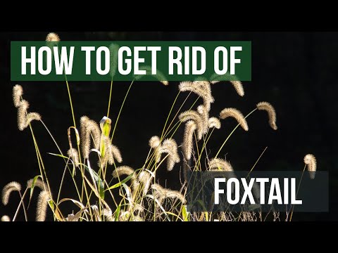 Video: Killing Foxtail Weeds: Information and Tips for Foxtail Grass Control