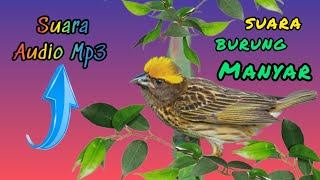 Suara burung manyar !!