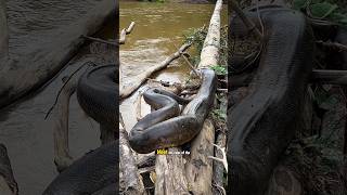 The Anacondas Deadly Hug  How Strong Is It Really shorts anaconda