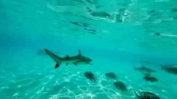 تلاوة عطرة من سورة التحريم وتألق الشيخ القارئ اليمني محمد ربيحان