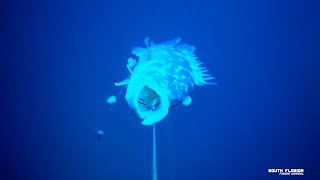 Raw Uncut Underwater Footage | Catching Snowy Grouper at 600ft Deep Dropping off Florida