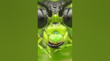 Macrofotografie van insecten (volledige video op mijn kanaal)