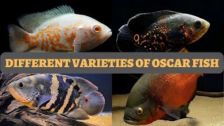 Different Varieties of Oscar Fish