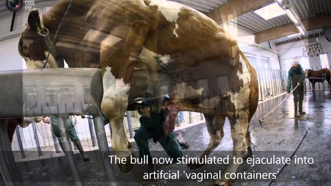 cow impregnation - YouTube cow impregnation - YouTube