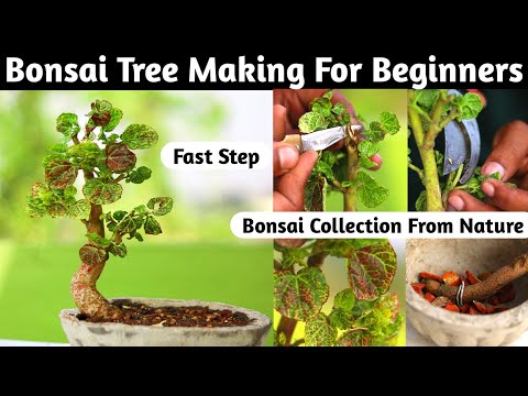 Bonsai Tree Making