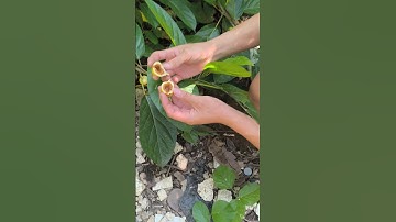 Cùng Cha Khác Ông Nội Với Trái Sung #funny