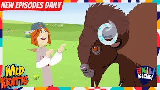 Wild Kratts | Hold Up! They're Not Cows! | Akili Kids!