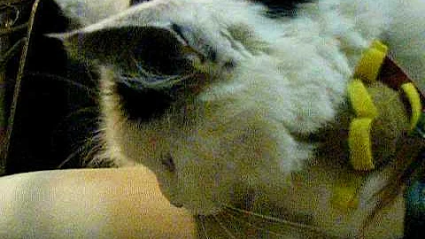 Watch the video about Cutest Cat ever?