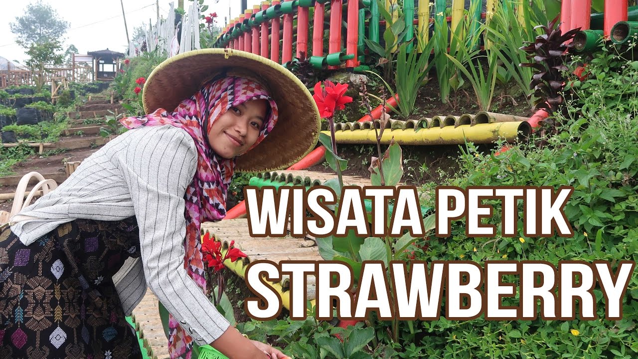 Wisata Petik Strawberry Di Pujon Batu Malang
