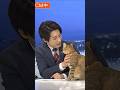 放送事故！CM中に猫と遊ぶのに夢中で...w