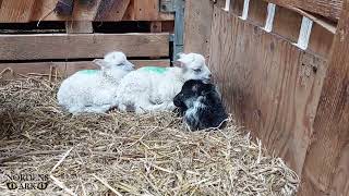Cute little lambs at Nordens Ark
