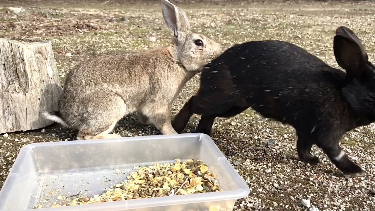 Bullied Black Rabbit - YouTube