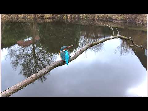 Fredenbeck Stork Nest live cam preview