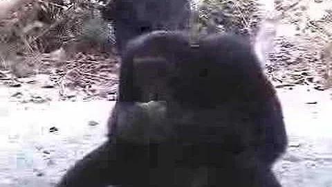 Tim's Travel Time - Chimps