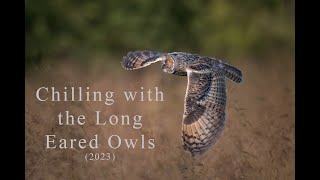 Wildlife Photography | VLOG  UK Wildlife | Another Year With The Long Eared Owls | Lancashire UK