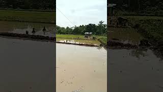 Bismillah, bercocok tanam padi. Semoga subur makmur, panen berlimpah. #shorts #desa #sawah #petani