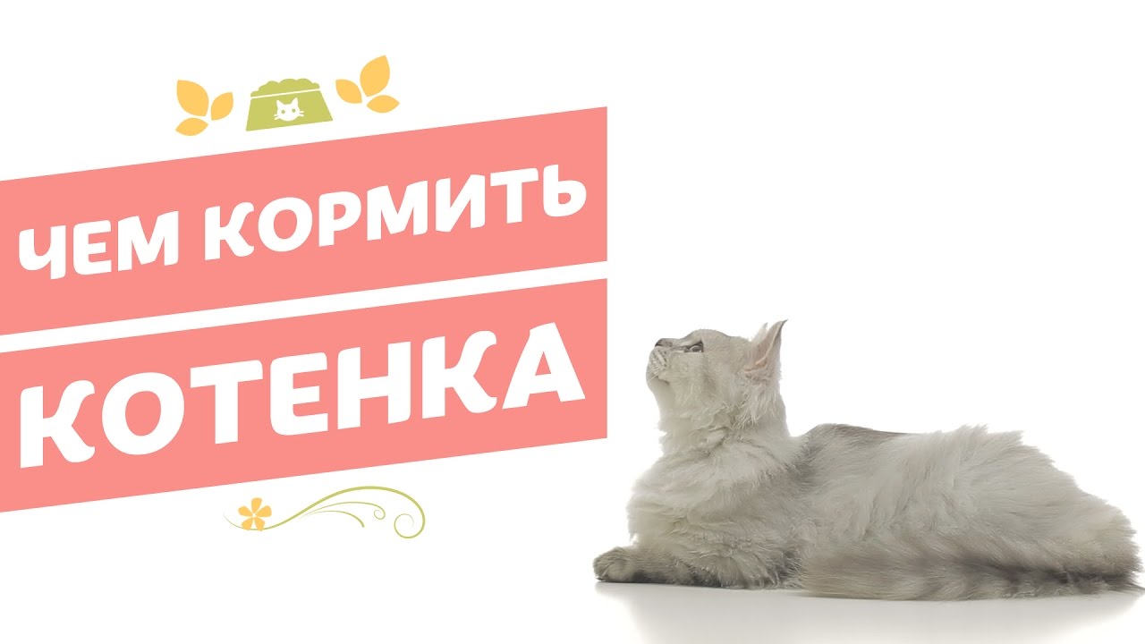 Сколько раз в день кормить щенка в 2 месяца. Чем дешевле кормить. Чем дешевле кормить. Питание кошек. Чем дешевле кормить.