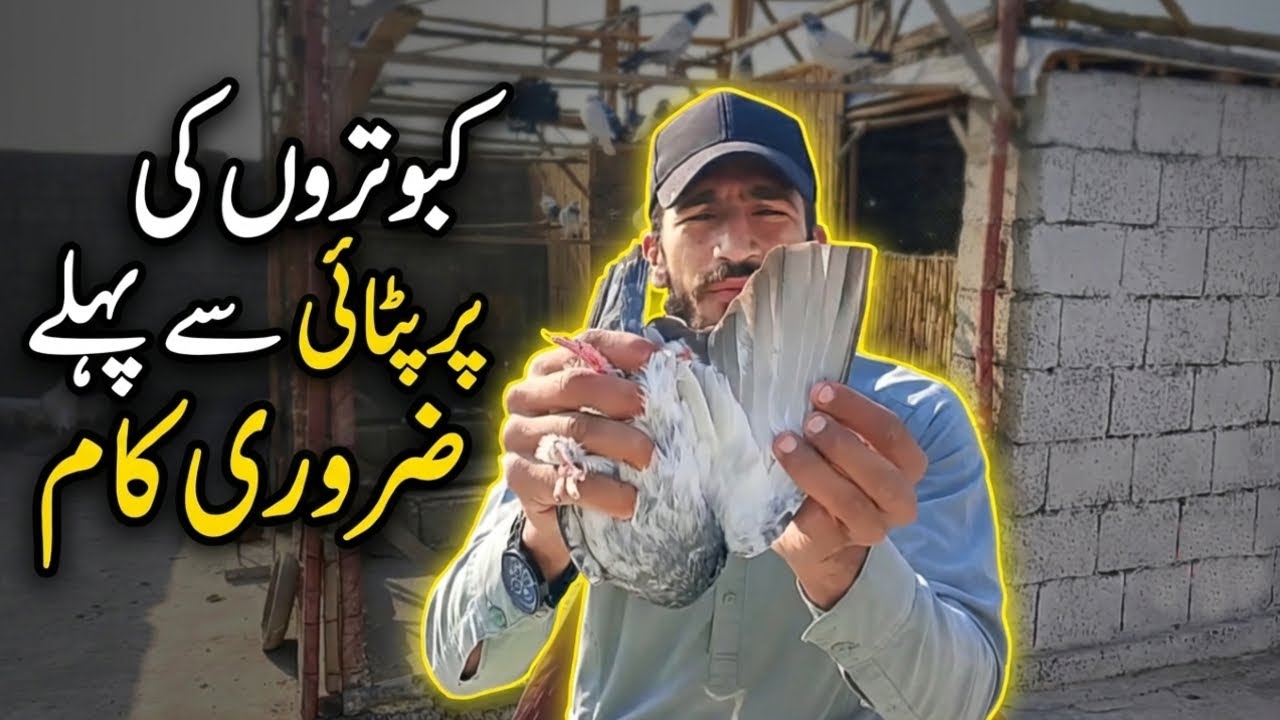 Kabutaron ki Par Patai se Pehle Zaroori Kaam | Pigeon Care Tips