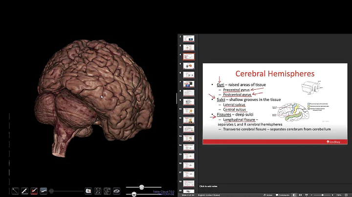 Central Nervous System lecture.part 1