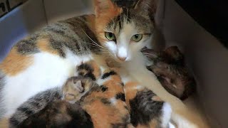 Mother Cat Disappeared With Kittens