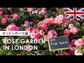 初夏のイギリス|ロンドンのローズガーデン|リージェンツ・パーク