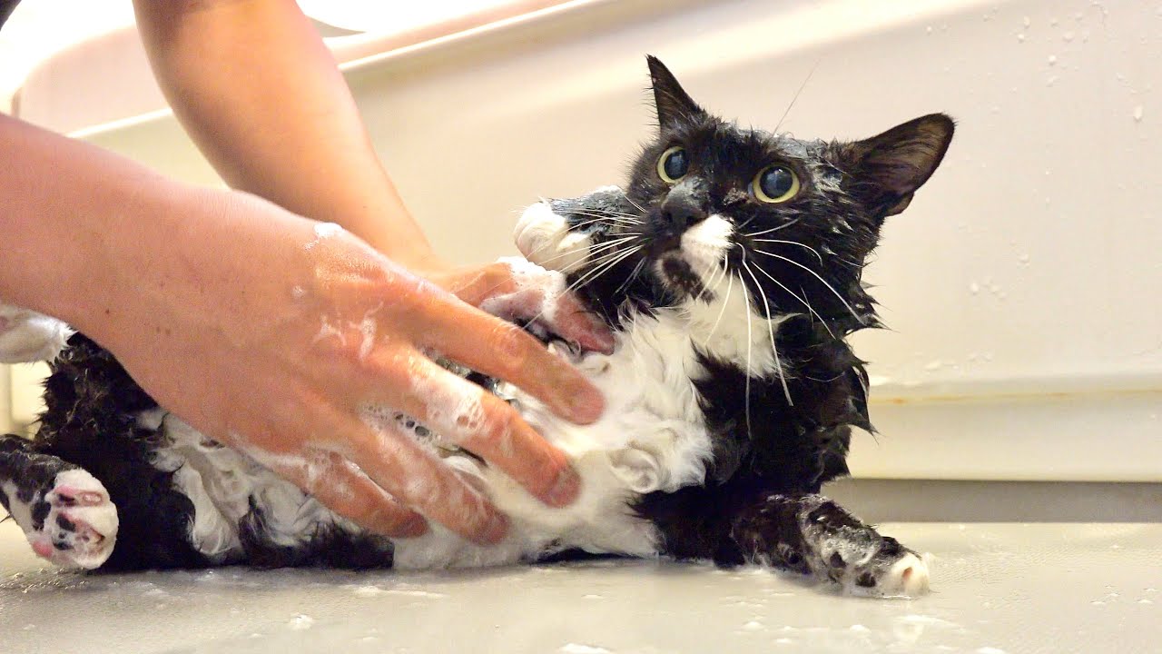 Shampoo for Smelly Cats - YouTube