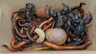 Surprised Catching Venomous Scorpions, Family Millipede, Snails, Beetle Larva, Red Spotted Millipede