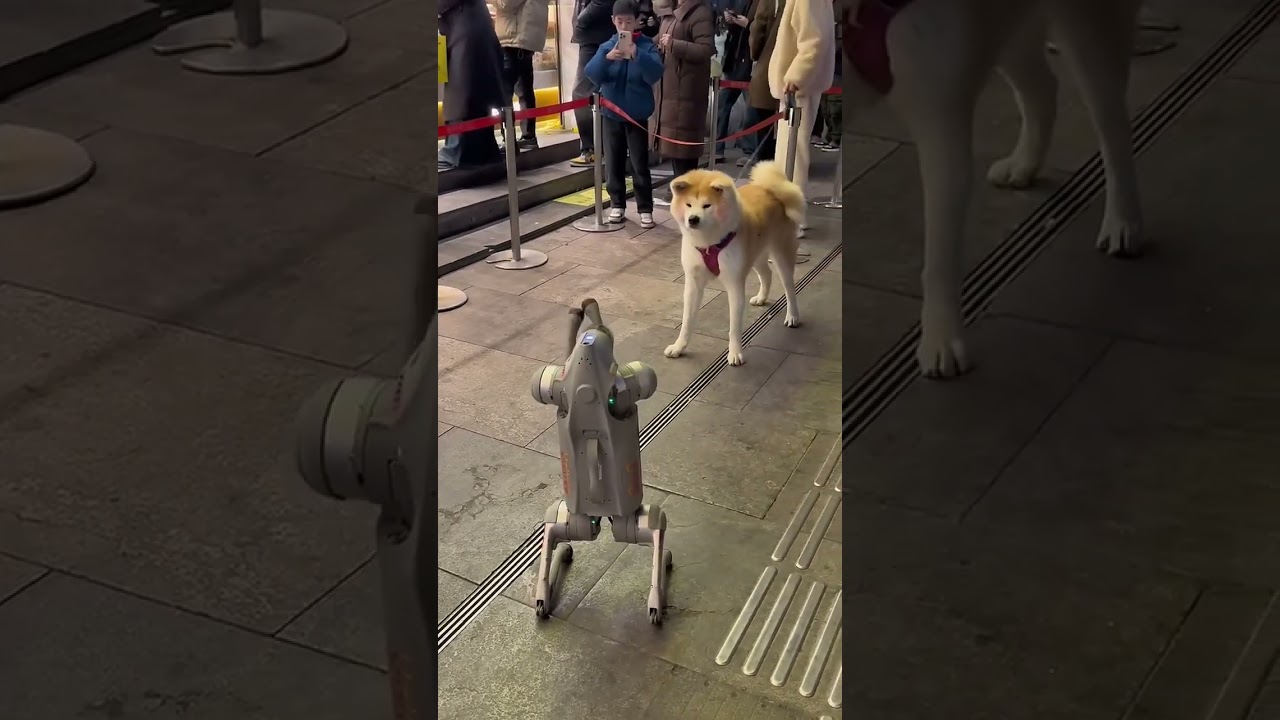 When a robot meets with dog 