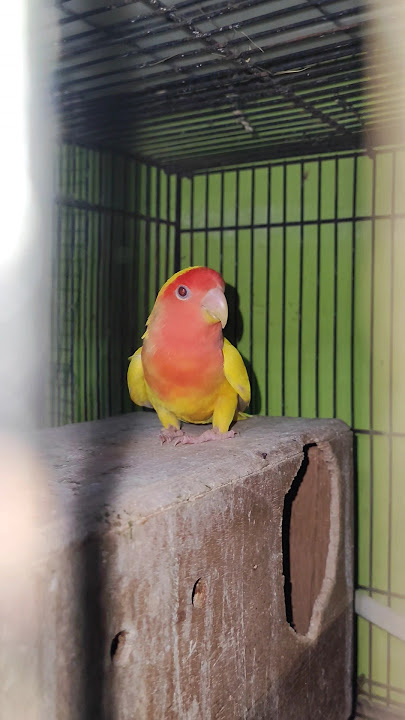 Lutino Red-Eyed Non-Klep Lovebird #baychannelbird #cockatiel #lovebirds #lovebird #birds