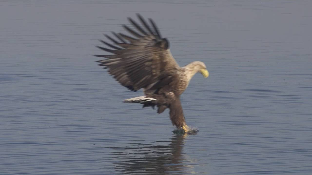 „Die fünf Geparde“ Doclights 2019, 43 Min, Ausschnitt 2