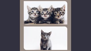 Modish The Happiest Cats
