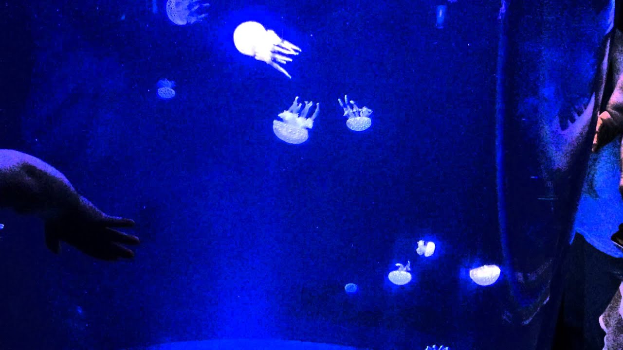 Baltimore Aquarium Jellyfish Video 2 YouTube