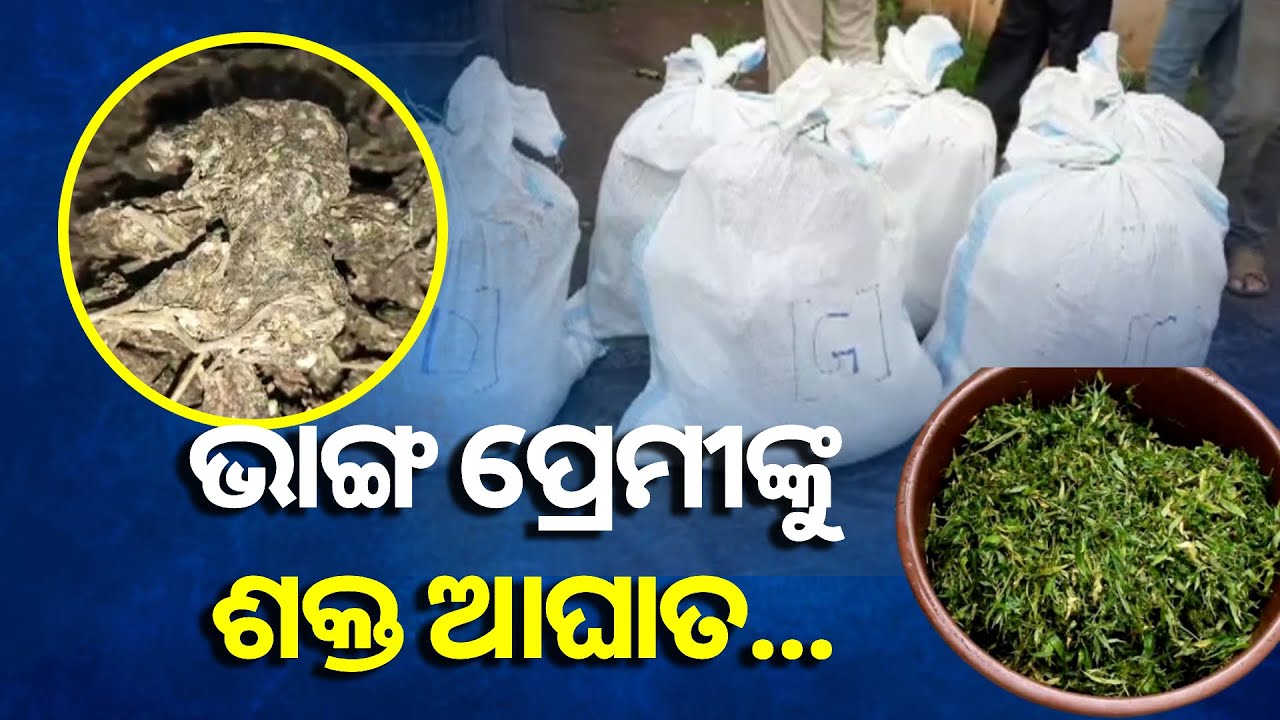 ଏଥର ନିଶାଦ୍ରବ୍ୟ ତାଲିକାରେ ଗଣା ହେବ ଭାଙ୍ଗ, ନିୟମ ନମାନିଲେ ଯିବାକୁ ପଡିବ ଜେଲ୍