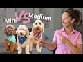 Choosing the Right Size Goldendoodle: Factors to Consider and Practical Insights