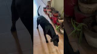 My Street dog Shiva got hurt and was bleeding😞 #feedingthehungry #bleeding #feedshorts #youtube