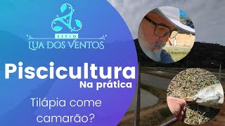 Tilápia Come Camarão Da Malásia?